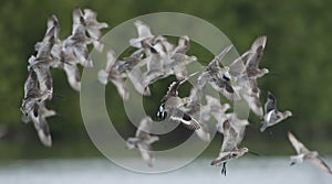 Bird, Bird of Thailand, Migration birds