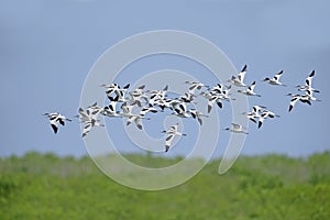 Bird, Bird of Thailand, Migration birds Pied Avocet