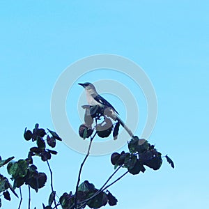 Bird birds birdy in blue