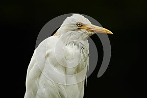 Bird on black background