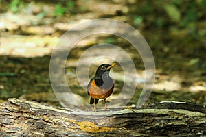 Bird,Black-breasted Thrush