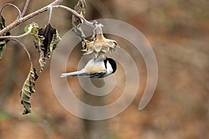 Bird, black-capped chickadee, feeding on sunflower