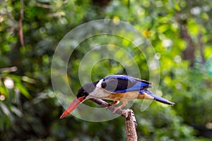 Bird (Black-capped Kingfisher) on a tree