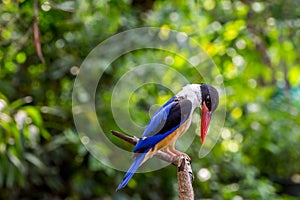 Bird (Black-capped Kingfisher) on a tree