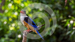 Bird (Black-capped Kingfisher) on a tree