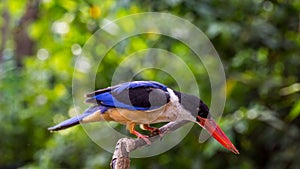 Bird (Black-capped Kingfisher) on a tree