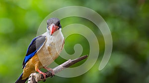 Bird (Black-capped Kingfisher) on a tree