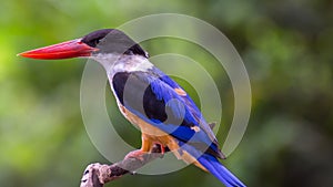 Bird (Black-capped Kingfisher) on a tree