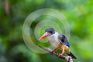 Bird (Black-capped Kingfisher) on a tree