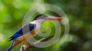 Bird (Black-capped Kingfisher) on a tree