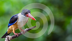 Bird (Black-capped Kingfisher) on a tree