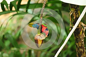 Bird --- Black-capped Lory