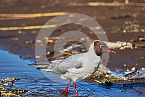 The bird, a  black-headed gull  Larus ridibundus  , walks in shallow water, searches for food, and eats. Sunny summer morning, s