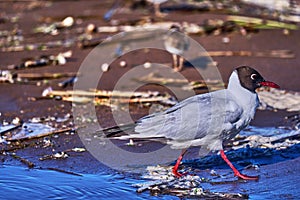 The bird, a  black-headed gull, walks in shallow water, searches for food, and eats. Sunny summer morning, strong wind.