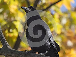 Bird Black Raven img