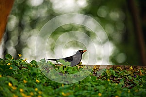 Bird black thrush in summer green forest blooming glade