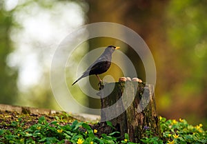 Bird black thrush on tree stump in summer forest on trees background