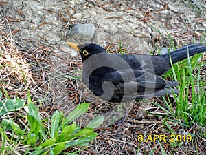 Bird black thrush in Zvolen Slovakia