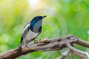 Bird Black and white Oriental magpie robin Birds fly Blurry background, natural green