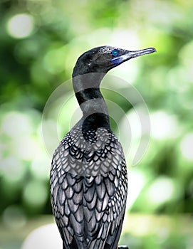 Bird with Black&white plumage and with blue eyes