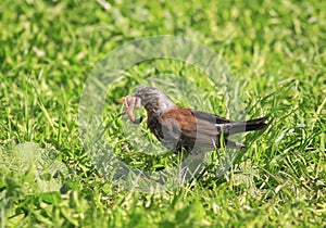 Bird Blackbird gathered on a green meadow full beak pink worms f