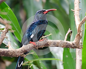 Bird in Blijdorp Zoo