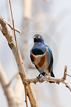 Bird in Blijdorp Zoo photo