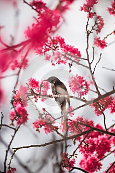 Bird with blossom