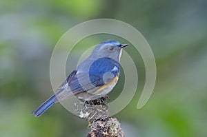 Bird, Blue bird, Himalayan Bluetail Tarsiger rufilatus