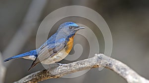Bird, Blue bird, male Blue-throated Flycatcher Cyornis rubeculoides