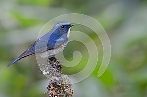 Bird, Blue bird, male Himalayan Bluetail Tarsiger rufilatus