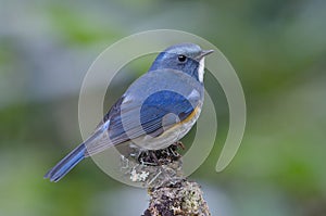 Bird, Blue bird, male Himalayan Bluetail Tarsiger rufilatus