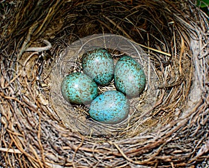 Bird blue colored eggs in a nest