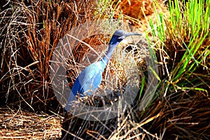 Bird with blue colors