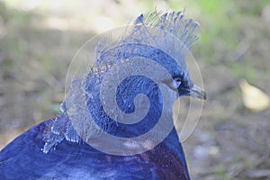 Bird of blue feathers