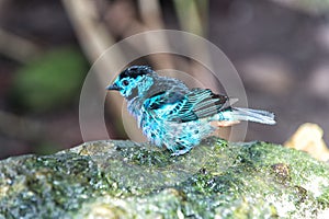 Bird with blue feathers sitting on stone