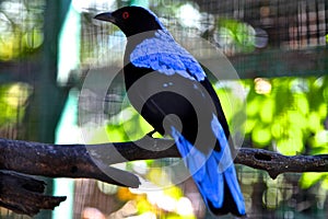 Bird with blue feathers sitting on a tree branch