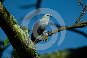 Bird. Blue-gray tanager perched on tree branch
