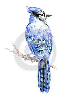 Bird Blue Jay