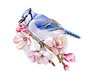 Bird Blue Jay sitting on a flowering spring branch isolated on white background