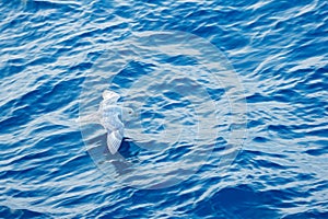 Bird with blue ocean. Northern Fulmar, Fulmarus glacialis, white bird, blue water, dark blue ice in the background, animal flight