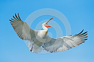 Bird on the blue sky. Bird with open bill, funny image. Dalmatian pelican, Pelecanus crispus, in Lake Kerkini, Greece. Pelican wit