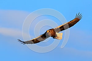 Bird on the blue sky. Steller`s sea eagle, Haliaeetus pelagicus, flying bird of prey, with blue sky in background, Hokkaido, Japa
