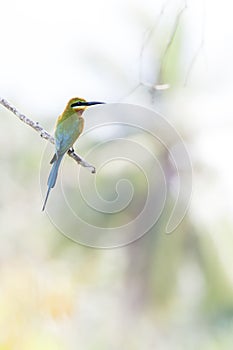 Bird: Blue-Tailed Bee-Eater