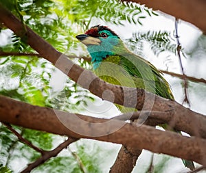 Bird, Blue-throated Barbet perched on a tree branch