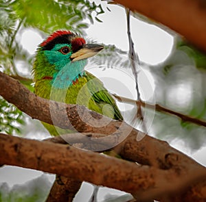 Bird, Blue-throated Barbet perched on a tree branch