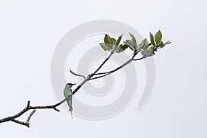 Bird: Blue-throated Bee-Eater