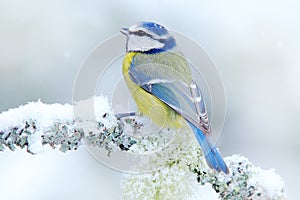 Bird Blue Tit in forest, snowflakes and nice lichen branch. Wildlife scene from nature. Detail portrait of beautiful bird, France,