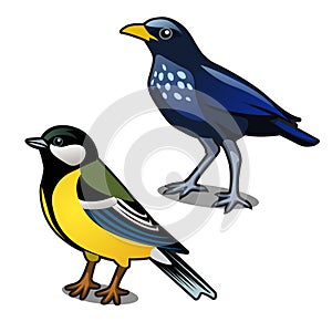 Bird blue tit and jackdaw isolated on white background. Vector cartoon close-up illustration.