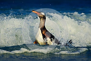 Bird in the blue waves. Gentoo penguin, water bird jumps out of the blue water while swimming through the ocean in Falkland Island